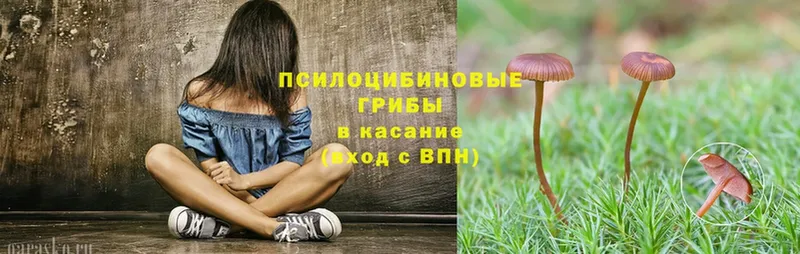 Псилоцибиновые грибы мицелий  Камешково 